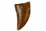 Serrated, Raptor Tooth - Real Dinosaur Tooth #115849-1